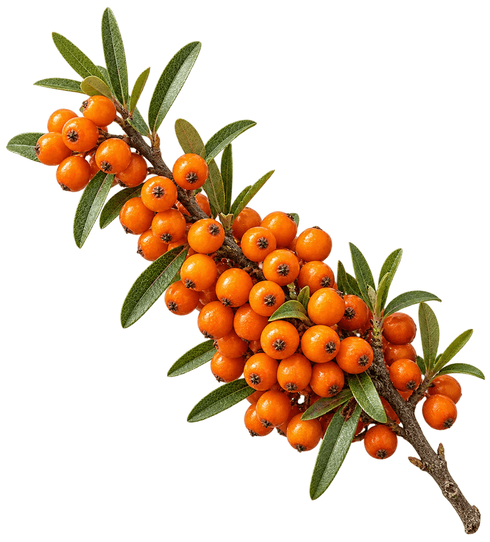 Sea Buckthorn Pulp
